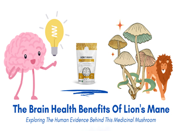 How Can Hericium Erinaceus Extract Powder Enhance Nerve Regeneration?